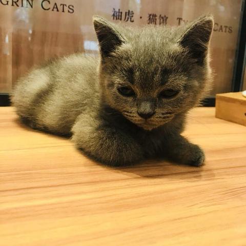 (吸猫会不会对身体不好)每次吸猫都带来意外的感觉，让你沉醉其中无法自拔